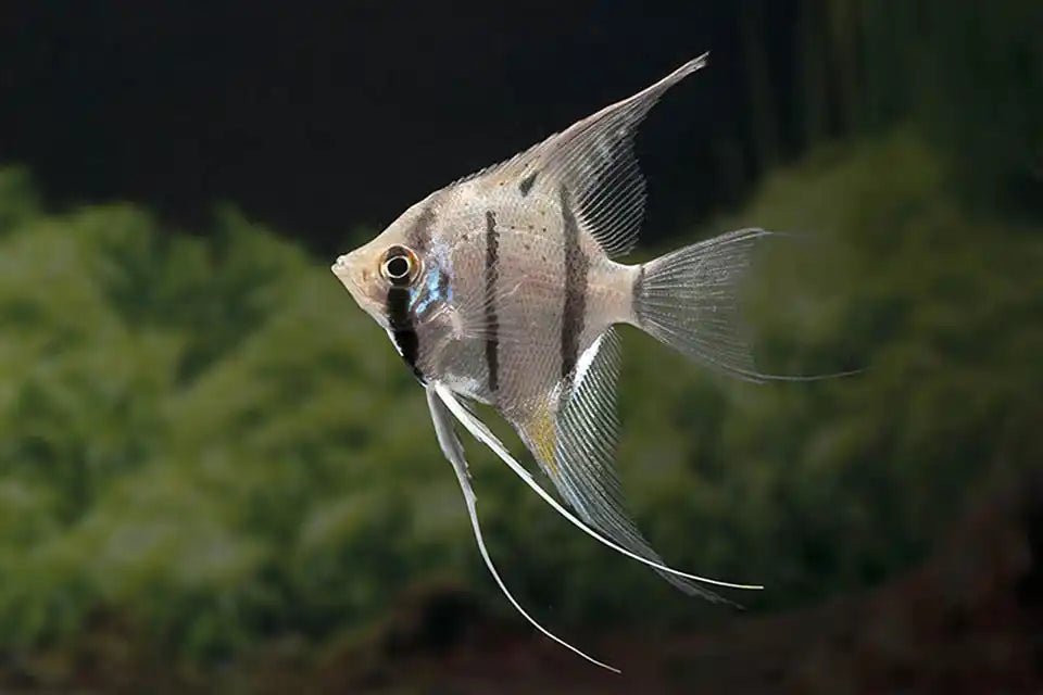 Angelfish 