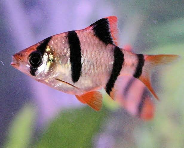 Tiger Barb