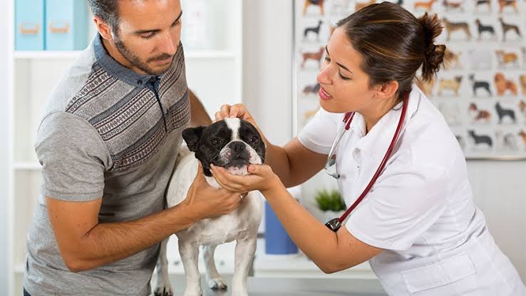 Pet Treatments